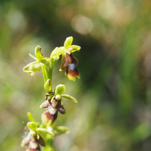 Ophrys aymoninii